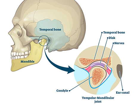 Illustrations of skull with separate section showing jaw joint